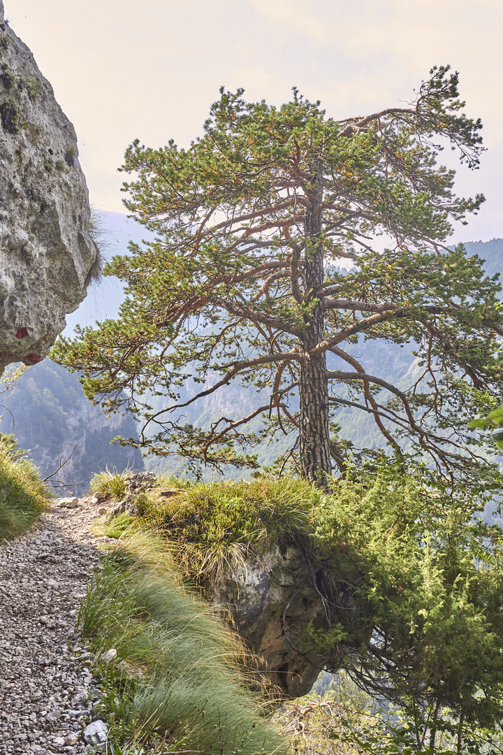 Stark wie ein Baum ....