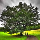 "Stark wie ein Baum"