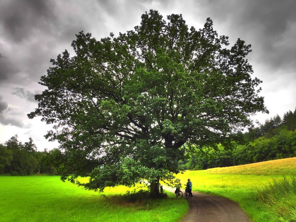 "Stark wie ein Baum"