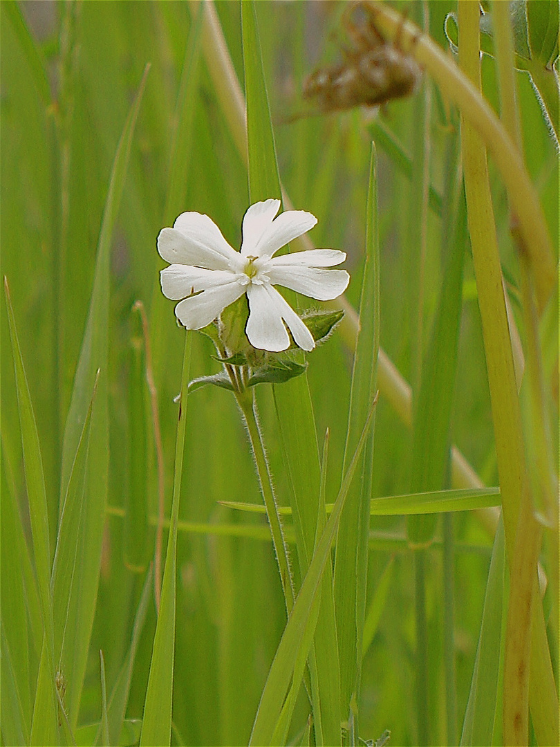 Starkduftendes bescheidenes Wildblümchen