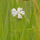 Starkduftendes bescheidenes Wildblümchen