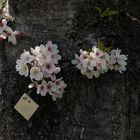 starke Blüten im Baum