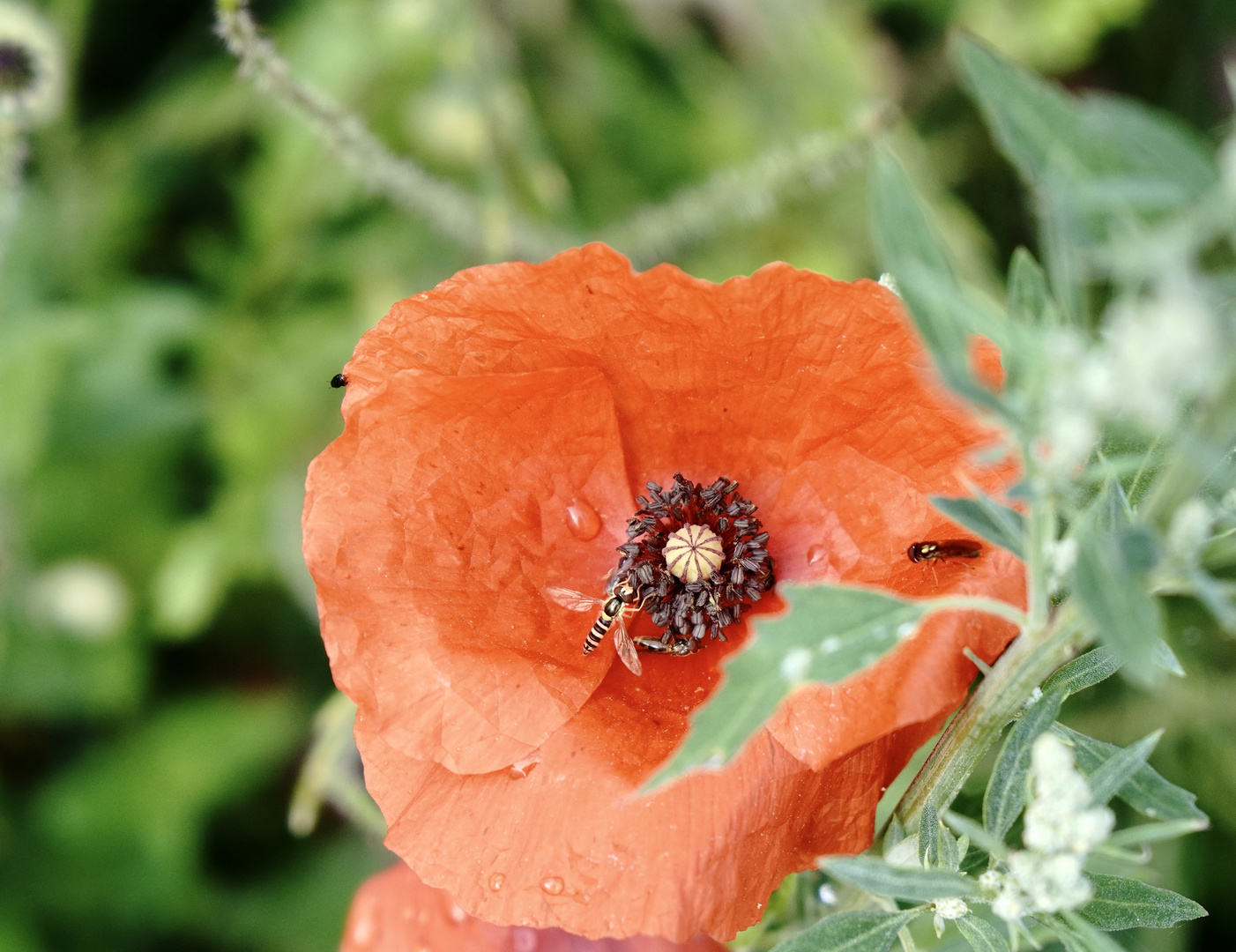 Starker Andrang auf dem Mohn