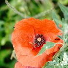 Starker Andrang auf dem Mohn