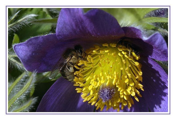 Starker Bienenbesuch bei Küchenschelle...