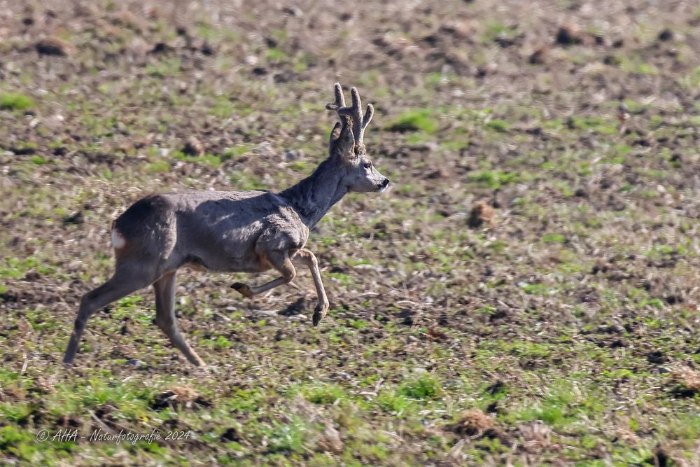 Starker Bock