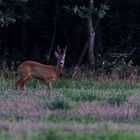 Starker Bock im letzten Licht