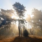 starker Durchblick der Sonne am frühen Morgen