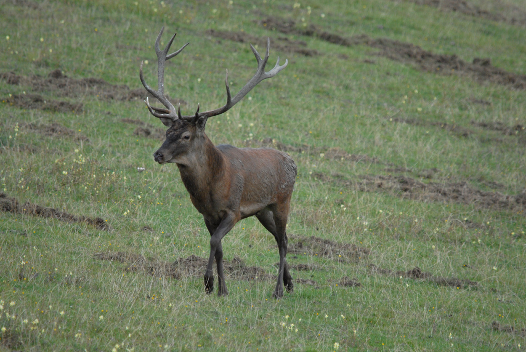 Starker Hirsch mit Kampfspuren