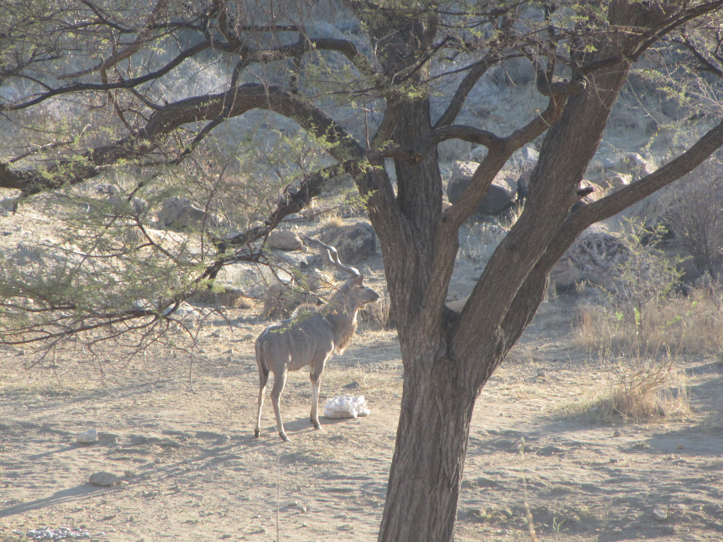 Starker Kudu Bulle