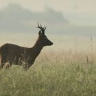 Starker Rehbock nach Sonnenaufgang