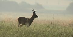 Starker Rehbock nach Sonnenaufgang