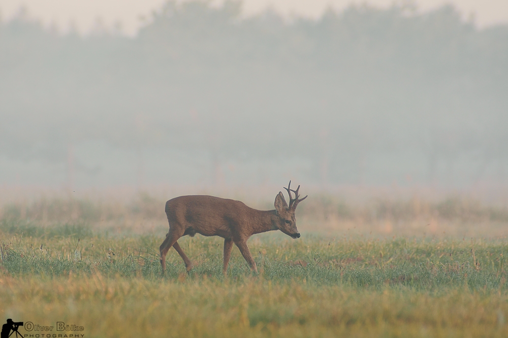 Starker Sechser im Morgengrauen