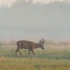 Starker Sechser im Morgengrauen