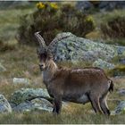 starker Steinbock