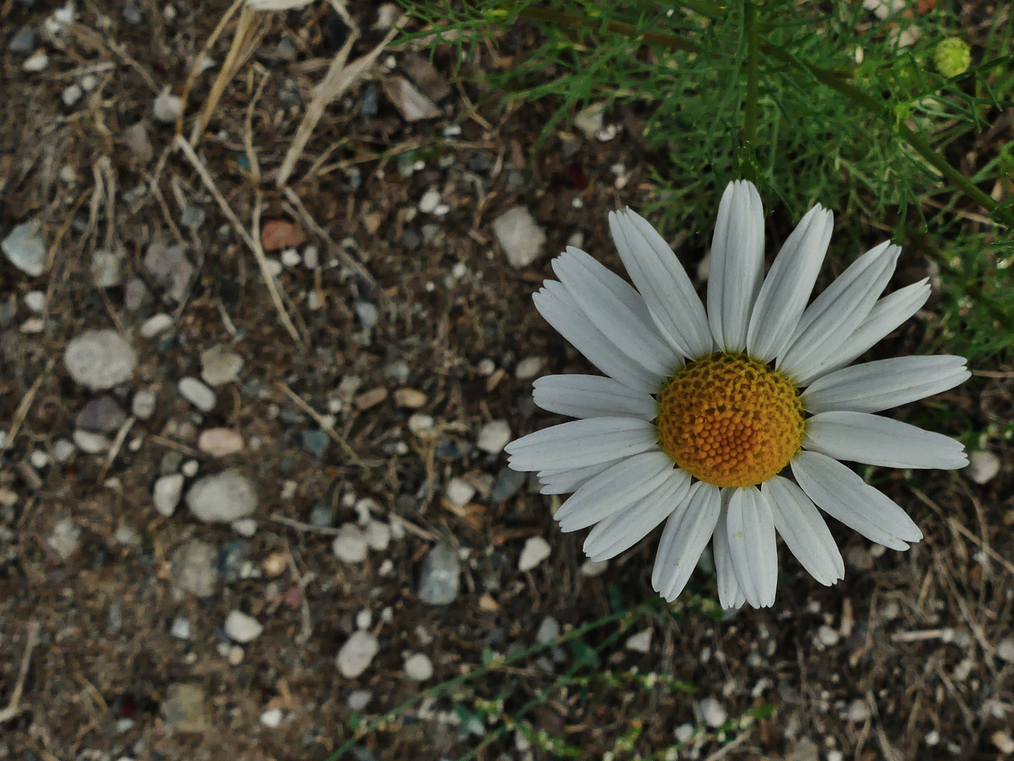 Starkes Blümchen...