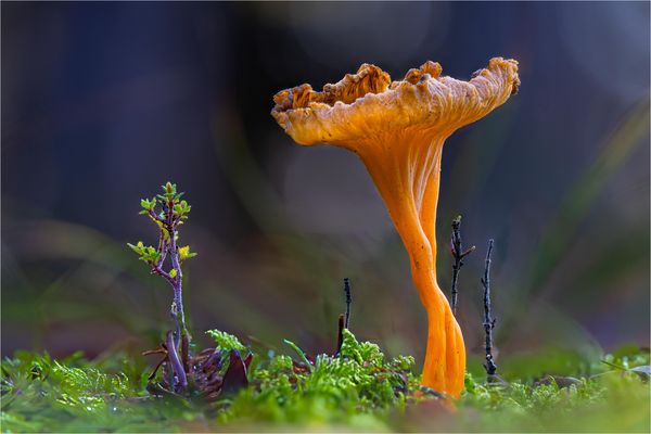 Starkriechender Leistling, Starkriechender Trompetenpfifferling (Craterellus lutescens)