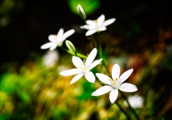 Starlet: Wie heißen diese entzückenden "Sternchen"?
