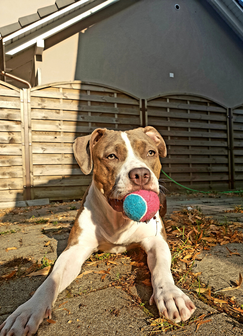 Starlight aus dem Hause Titan Kennel