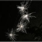 "starlights im Netz gefangen"