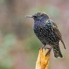 Starling