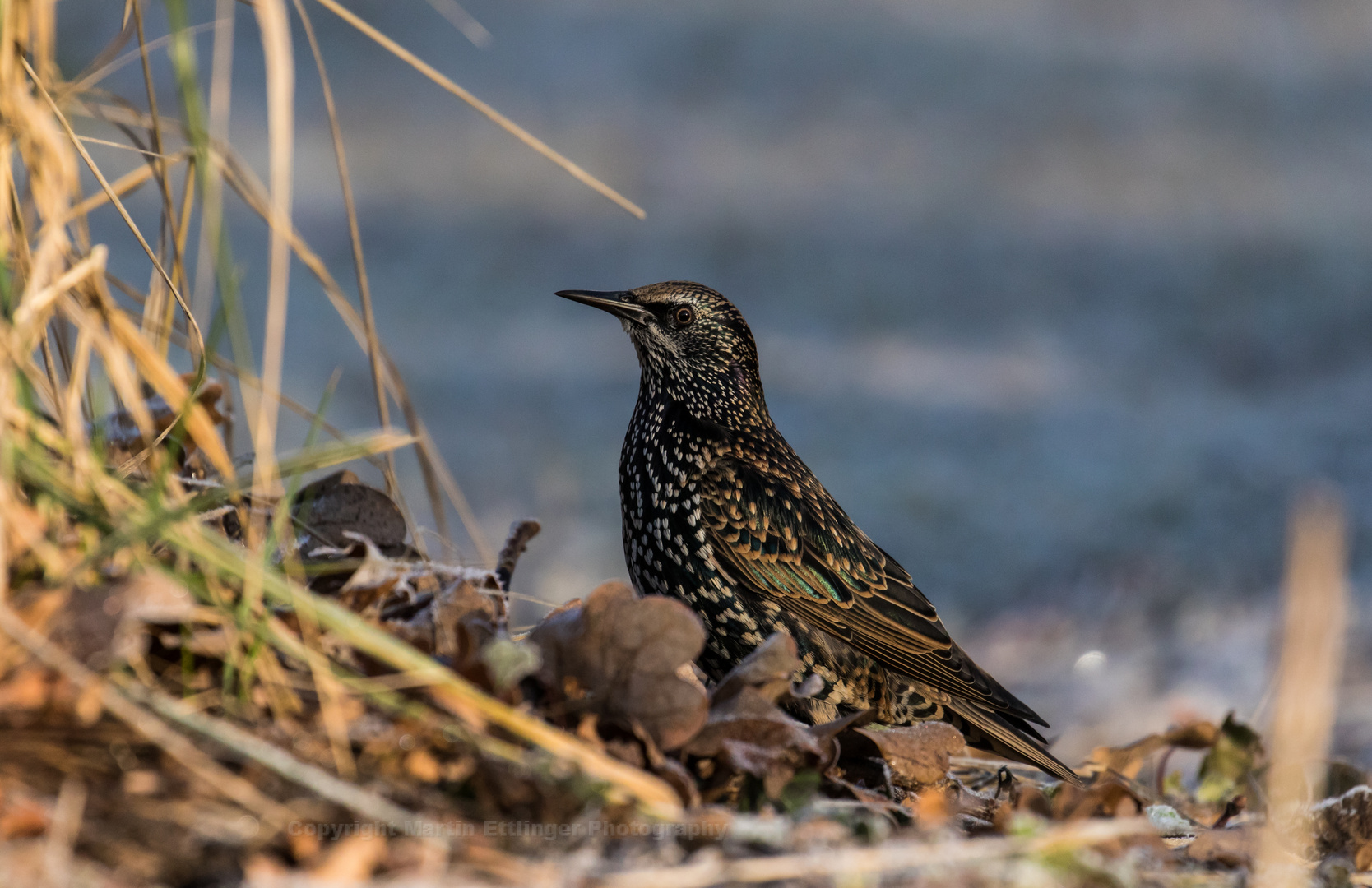 starling 20012019 (3)