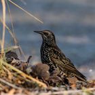 starling 20012019 (3)