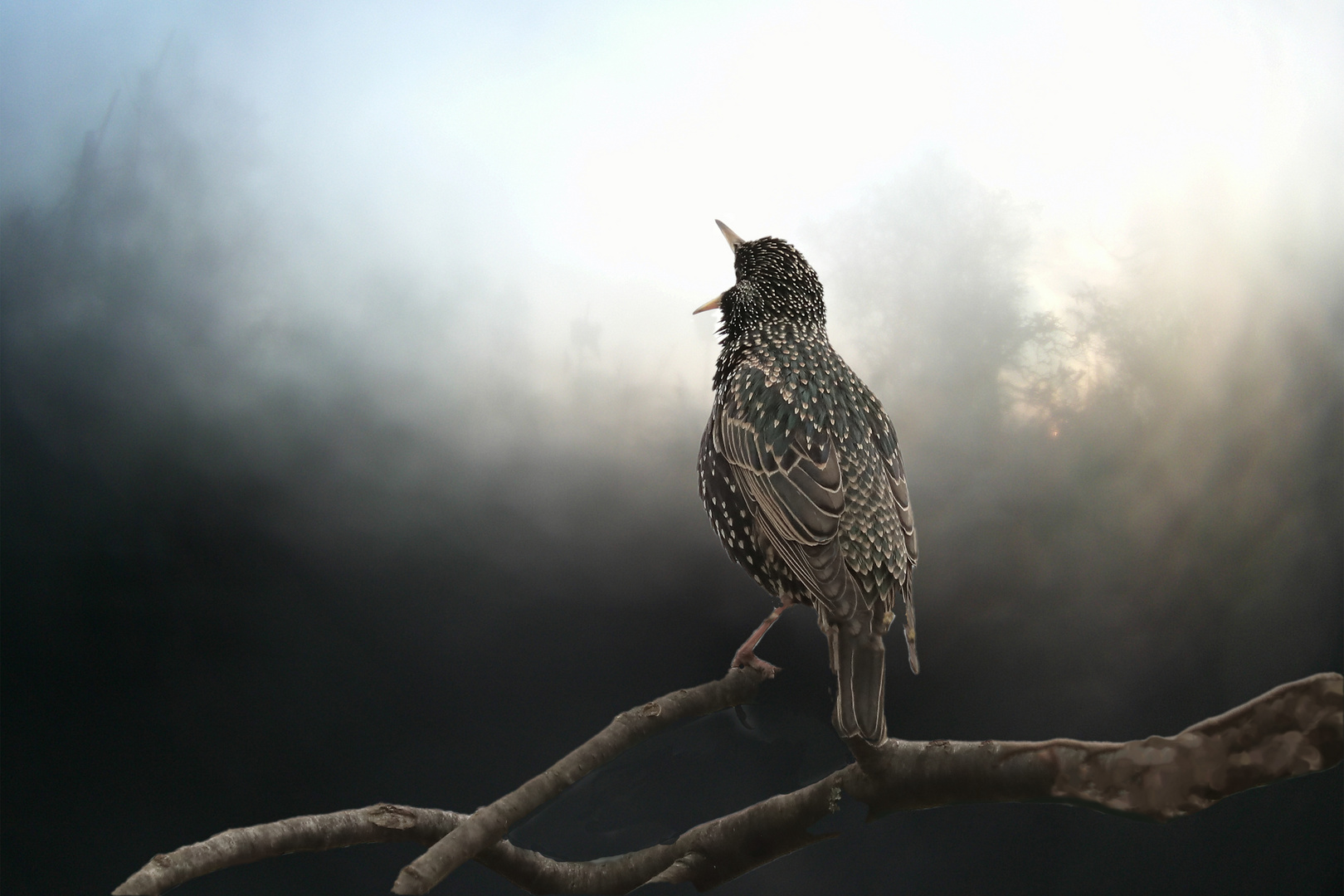 Starling