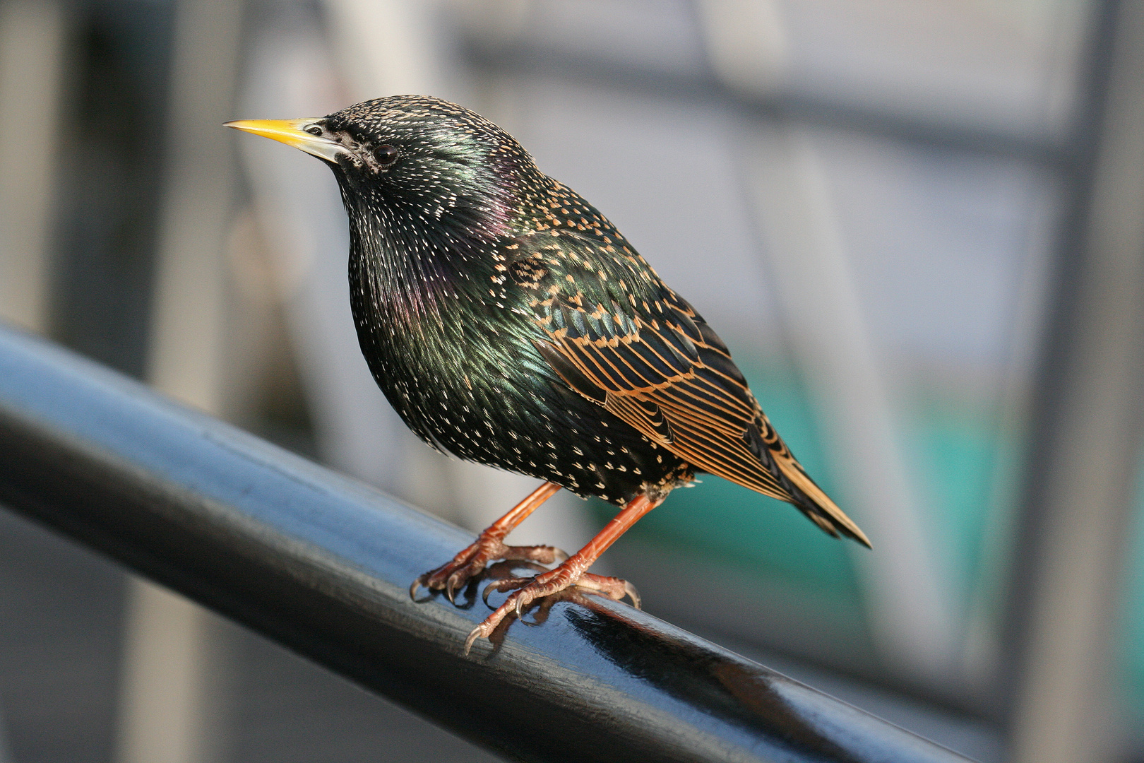 Starling