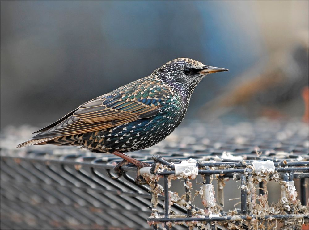 Starling