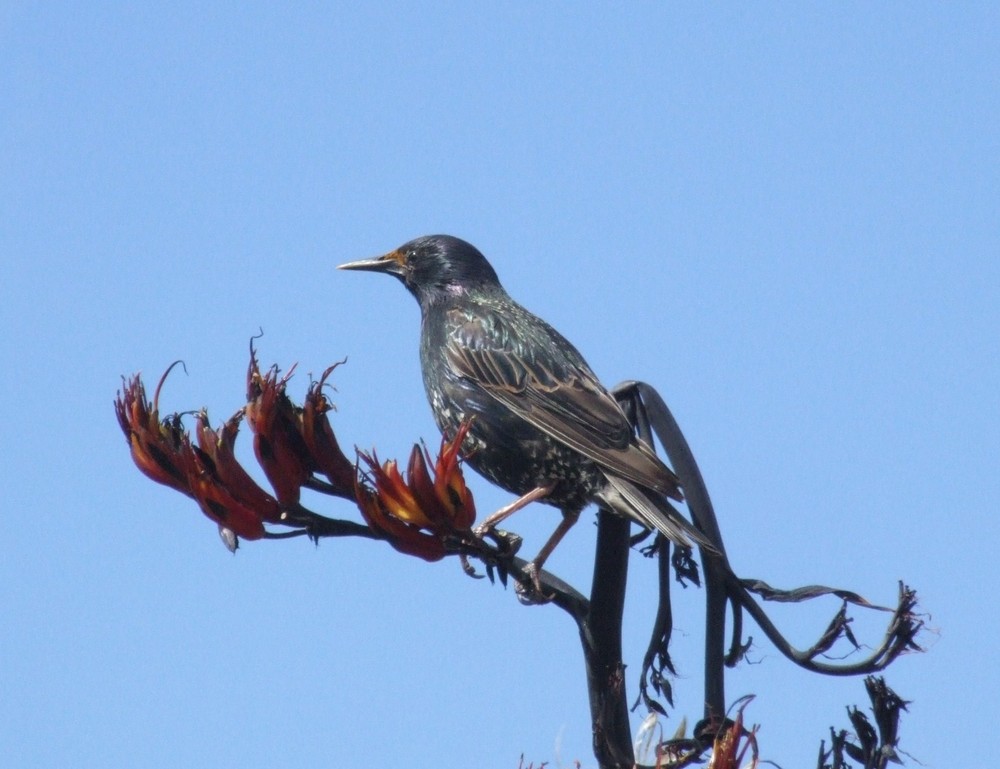 Starling