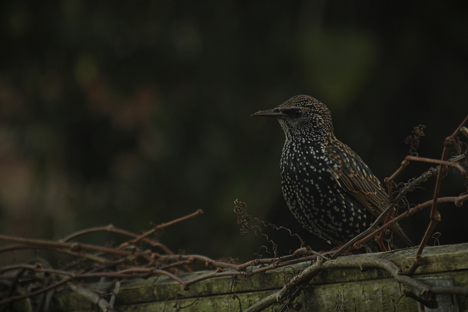 Starling