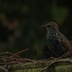 Starling