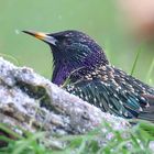 Starling