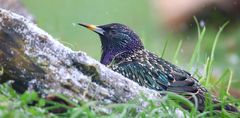 Starling