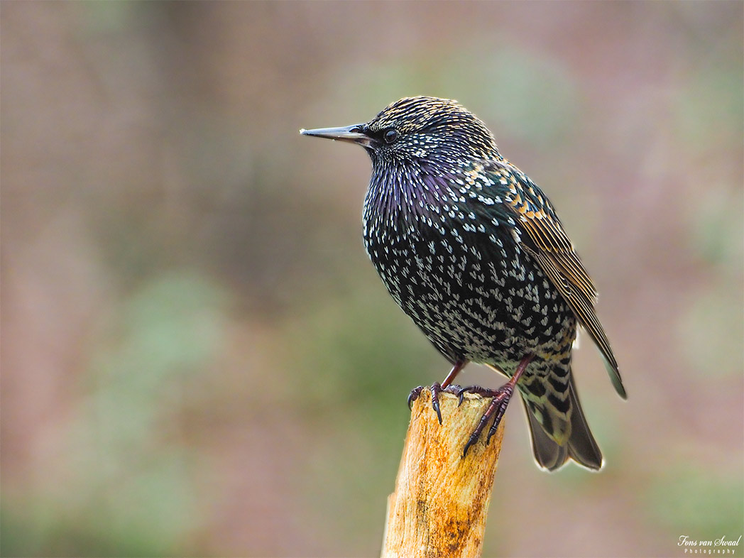 Starling