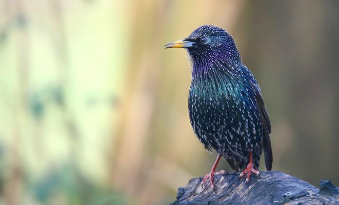Starling
