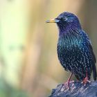 Starling