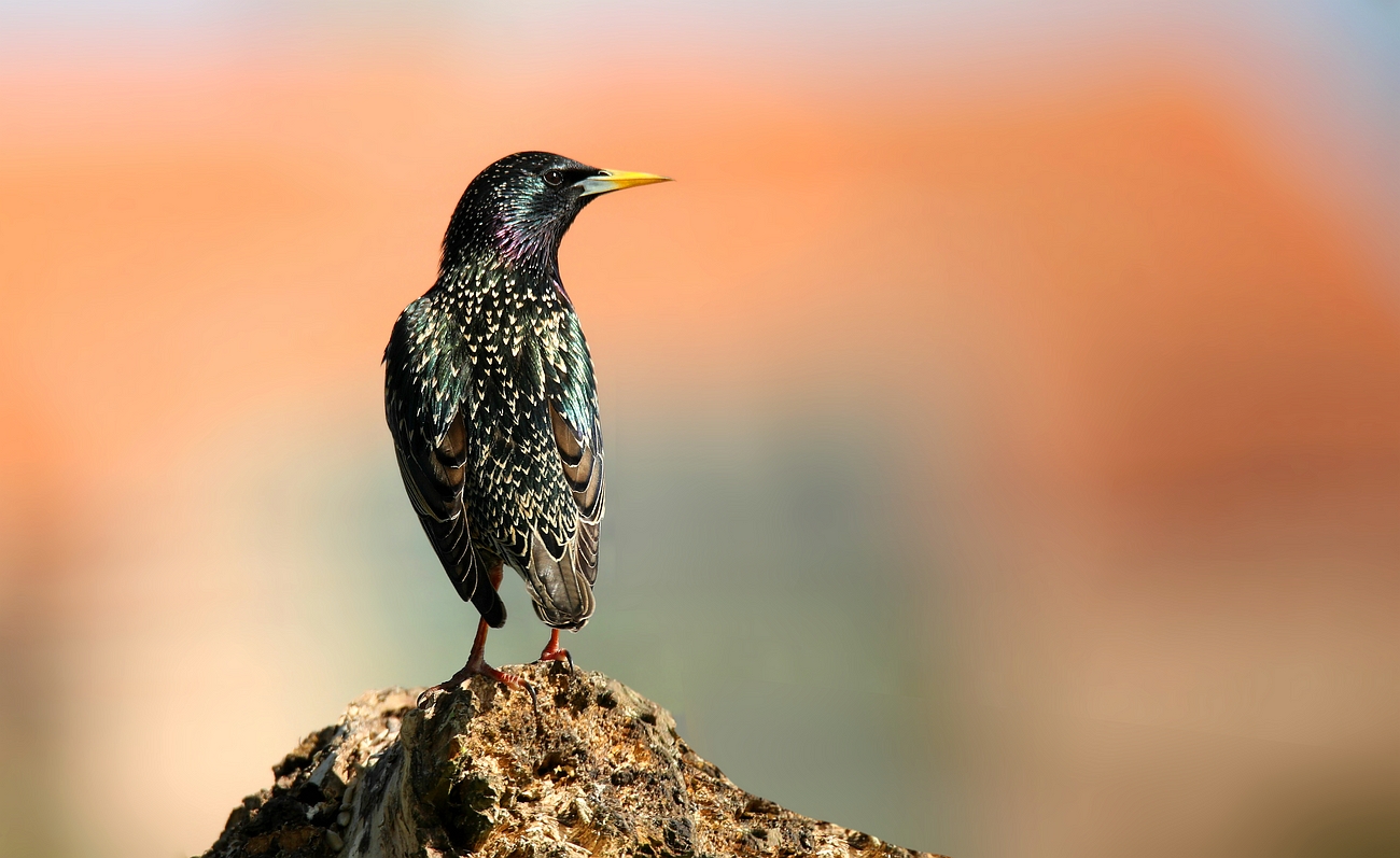 Starling