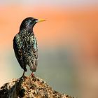 Starling