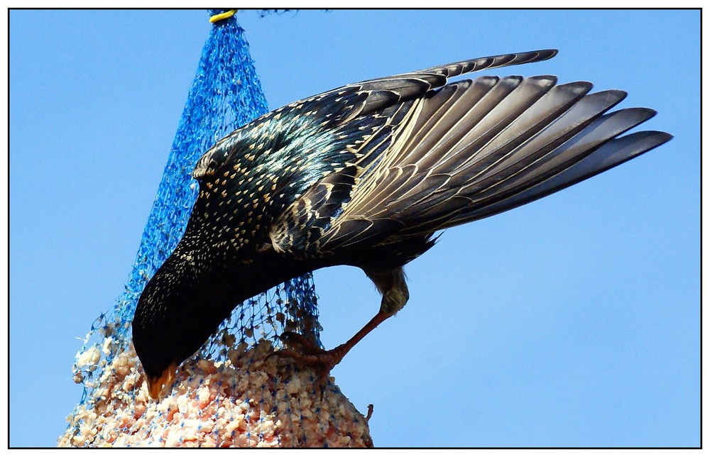 STARLING