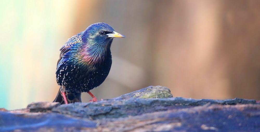 Starling