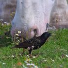 Starling and horse ..