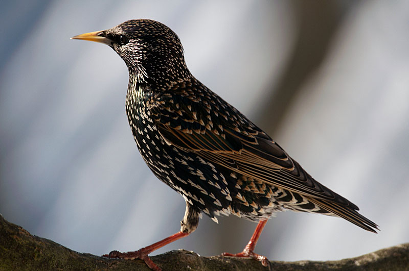 Starling