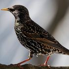 Starling