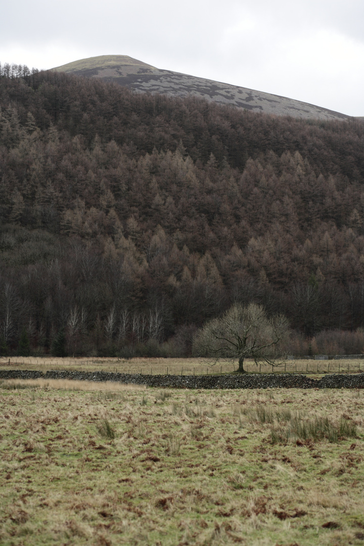 Starling Dodd, Ennerdale