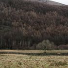 Starling Dodd, Ennerdale