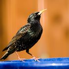 Starling.