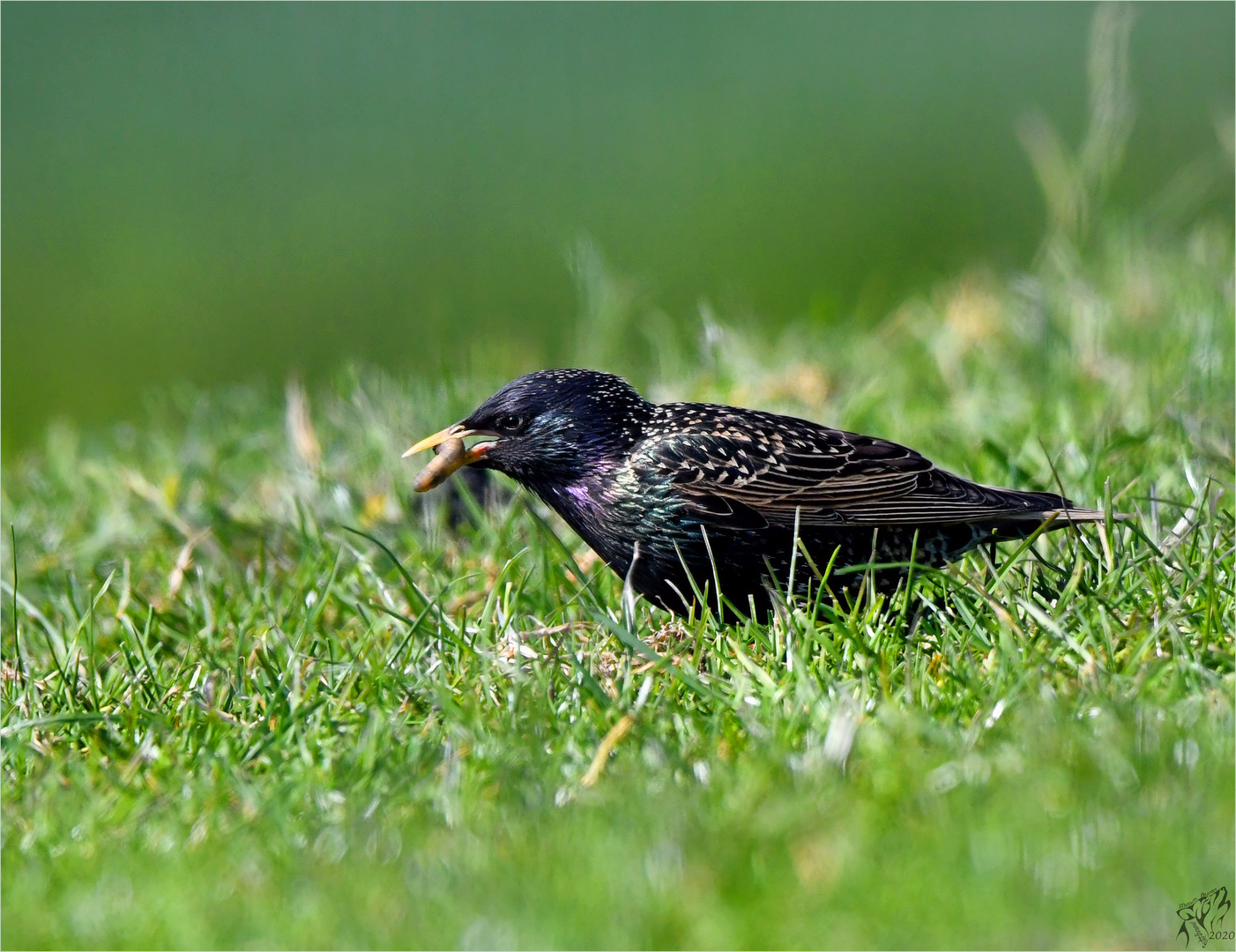 Starling in the meadow ..