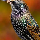 Starling (Sturnus vulgaris)